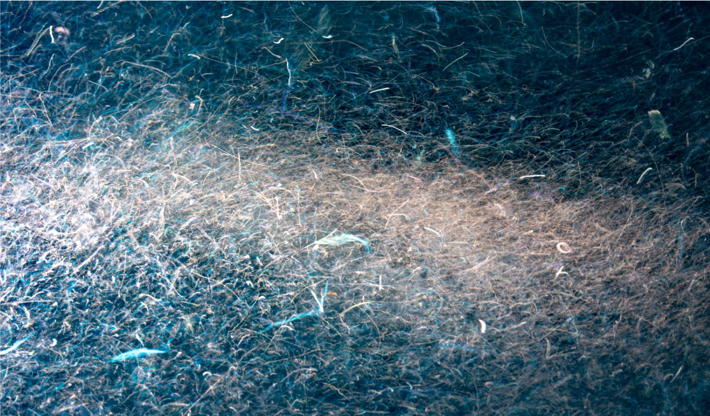 Krill fish